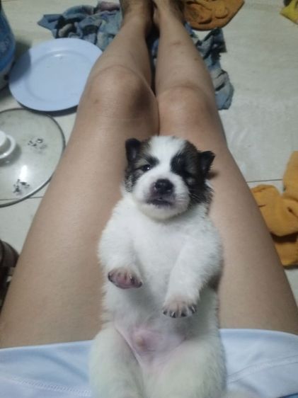 ลุุกสุนัขบางแก้วแท้ รูปที่ 3