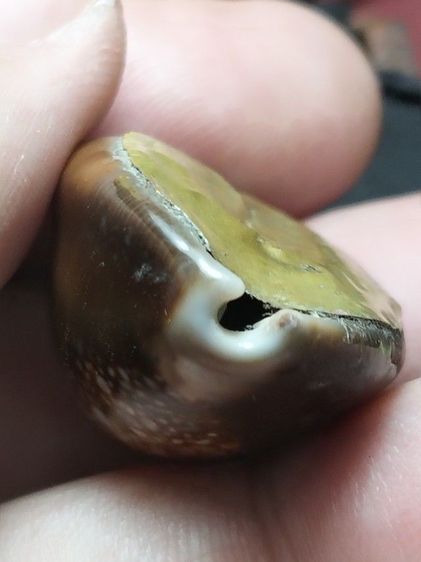 เบี้ยแก้ไม่ทราบสำนักครับ รูปที่ 5