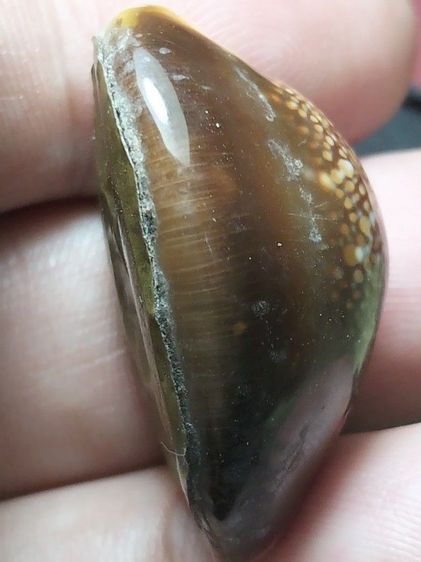 เบี้ยแก้ไม่ทราบสำนักครับ รูปที่ 4