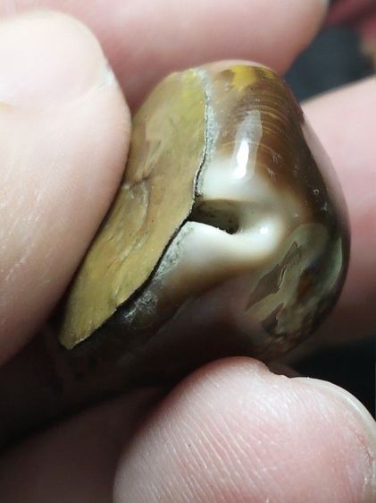 เบี้ยแก้ไม่ทราบสำนักครับ รูปที่ 9