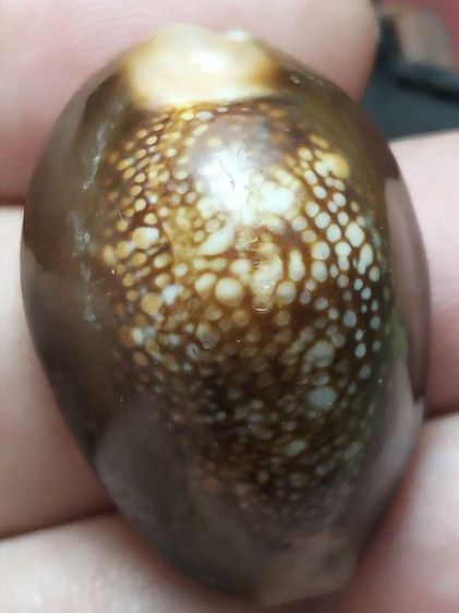 เบี้ยแก้ไม่ทราบสำนักครับ รูปที่ 7