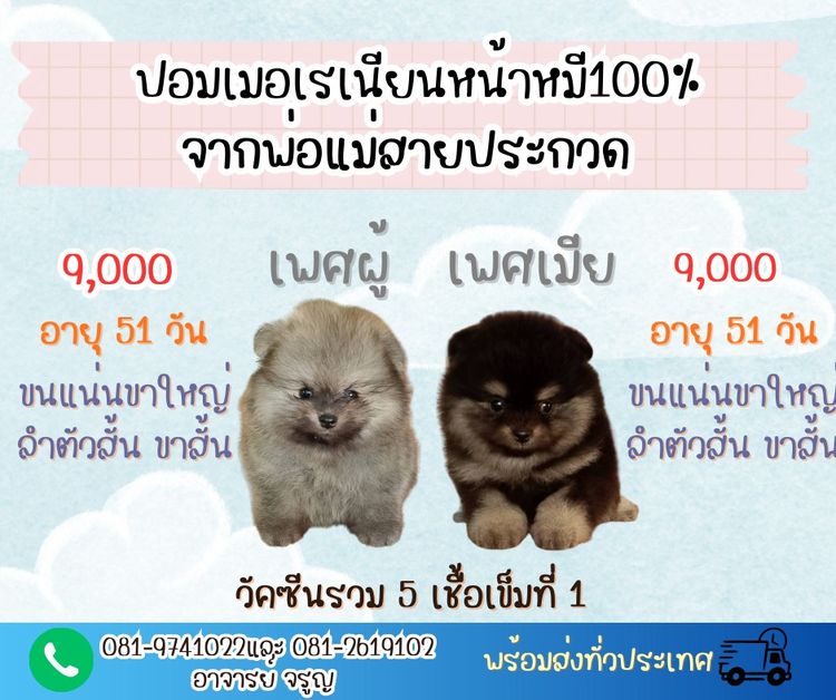 ปอมเมอเรเนียน (Pomeranian) เล็ก ลูกปอมฯพันธุ์แท้หน้าหมีสวยๆขนแน่นๆขาใหญ่ ลำตัวสั้น ขาสั้น จากพ่อแม่สายประกวด พร้อมส่งฉีดวัคซีนรวม 5 เชื้อเข็มที่ 1