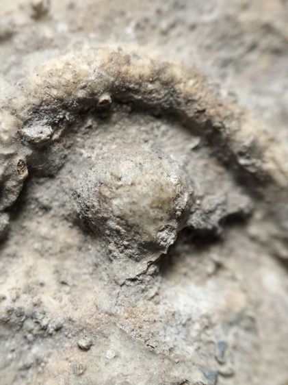 สังกัจจายน์วัดเงินคลองเตยครับ รูปที่ 8