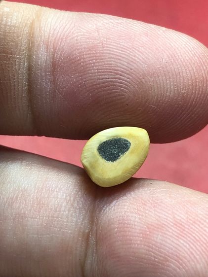 ส หลวงพ่อปาน รูปที่ 7