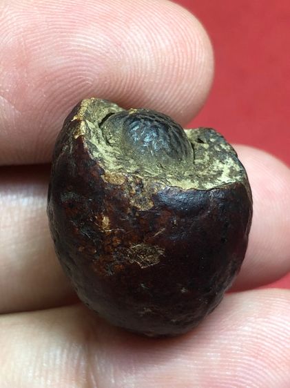 หมากทุยหลวงปู่เอี่ยมวัดหนัง รูปที่ 4