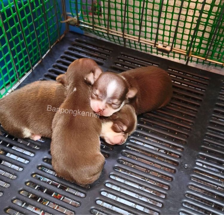 ลุกชิวาวาขนสั้น