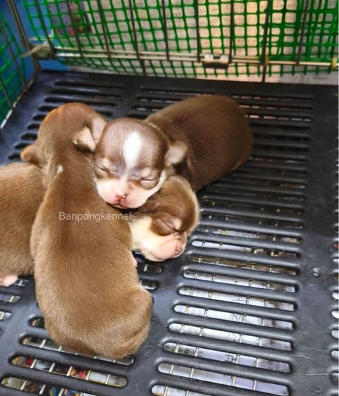 ลุกชิวาวาขนสั้น รูปที่ 2