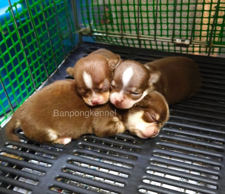 ลุกชิวาวาขนสั้นขนยาว