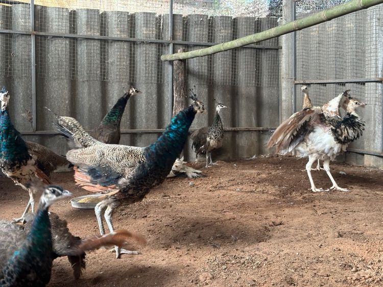 นกยุง รูปที่ 3