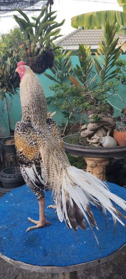 ไก่ลายหางๆ รูปที่ 2