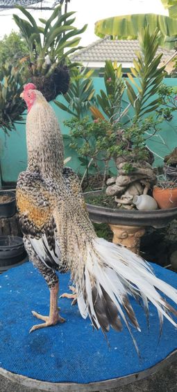 ไก่ลายหางๆ