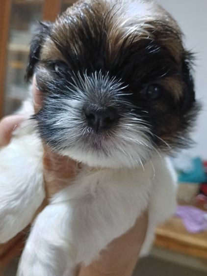 ชิศุกร์เพศผู้