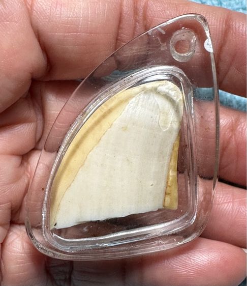 🙏ปลายเขี้ยวหมูตัน🙏เหรียญหล่อหลังจาร  องค์ละ1250 รูปที่ 3