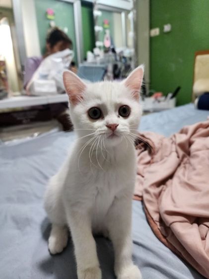แมว สก็อตติช ผสม เปอร์เซีย สีขาว ผู้หญิง