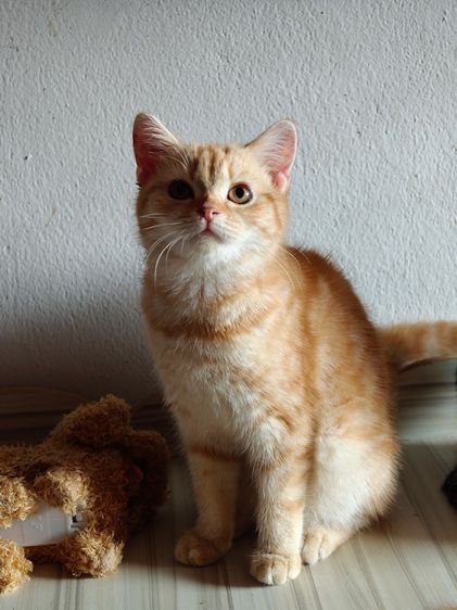 สก็อตติช โฟลด์ (Scottish Fold) สก๊อตติช ลดจำนวนประชากรครับ