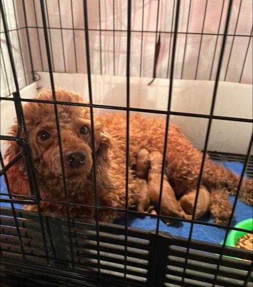 พุดเดิ้ล (Poodle) เล็ก เปิดจองลูกสุนัขพุดเดิ้ลแท้