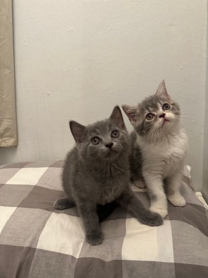 สก็อตติช หูตั้ง 