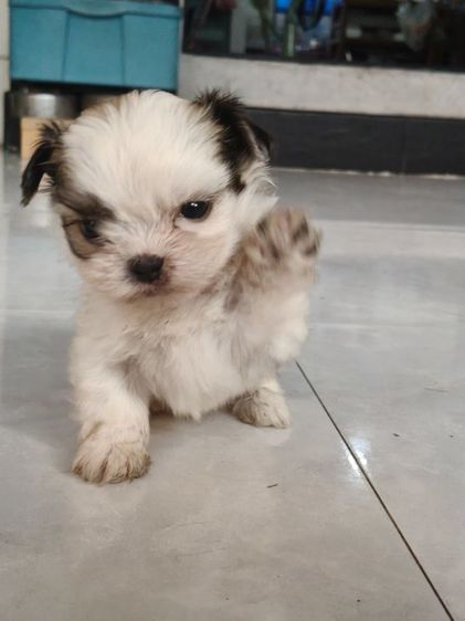 สุนัข เด็กชาย ชิสุ