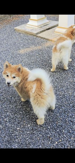 ขายลูกหมา พ่อชิบะแท้ แม่ซามอยแท้ น่ารักมาก (มีสองตัว) รูปที่ 6