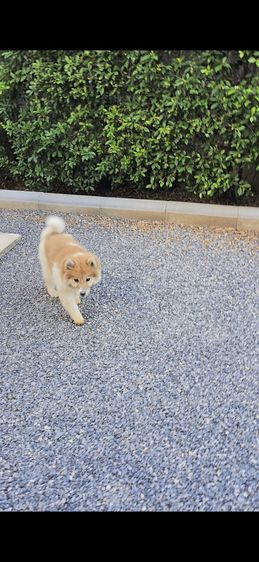 ขายลูกหมา พ่อชิบะแท้ แม่ซามอยแท้ น่ารักมาก (มีสองตัว) รูปที่ 5