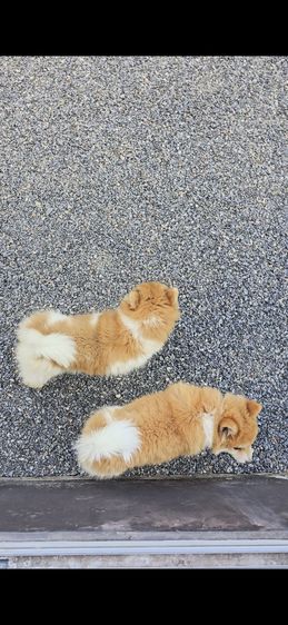 ขายลูกหมา พ่อชิบะแท้ แม่ซามอยแท้ น่ารักมาก (มีสองตัว) รูปที่ 7