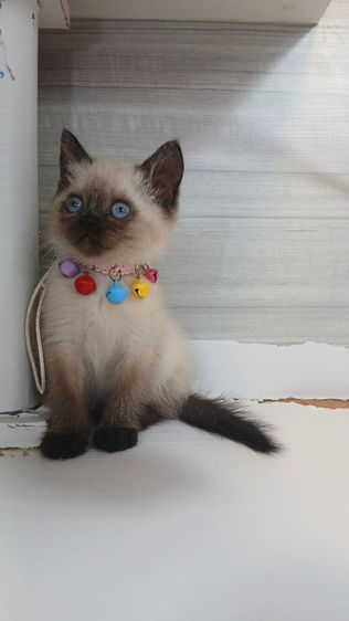 แมวสก้อตติช แมวเห็ด แมวหน้าไหม้  เพศเมียวัคซีนแล้ว1เข็มก่อนย้ายตรวจหัดแมวฟรีรับประกันเอดส์แมวกับรูคีเมียคะ รูปที่ 9