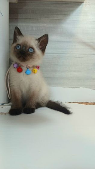 แมวสก้อตติช แมวเห็ด แมวหน้าไหม้  เพศเมียวัคซีนแล้ว1เข็มก่อนย้ายตรวจหัดแมวฟรีรับประกันเอดส์แมวกับรูคีเมียคะ รูปที่ 2