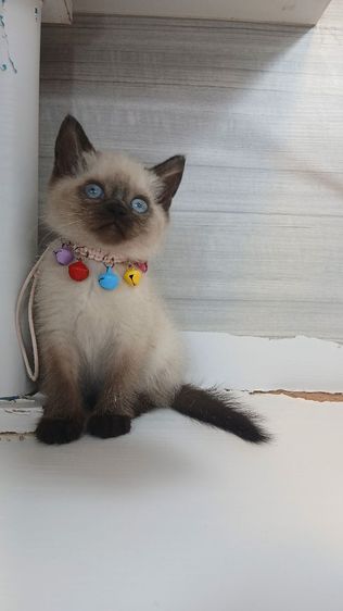 แมวสก้อตติช แมวเห็ด แมวหน้าไหม้  เพศเมียวัคซีนแล้ว1เข็มก่อนย้ายตรวจหัดแมวฟรีรับประกันเอดส์แมวกับรูคีเมียคะ รูปที่ 4