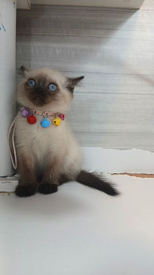 แมวสก้อตติช แมวเห็ด แมวหน้าไหม้  เพศเมียวัคซีนแล้ว1เข็มก่อนย้ายตรวจหัดแมวฟรีรับประกันเอดส์แมวกับรูคีเมียคะ รูปที่ 5