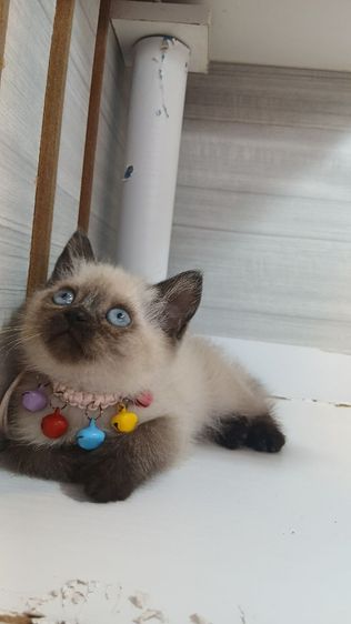 แมวสก้อตติช แมวเห็ด แมวหน้าไหม้  เพศเมียวัคซีนแล้ว1เข็มก่อนย้ายตรวจหัดแมวฟรีรับประกันเอดส์แมวกับรูคีเมียคะ รูปที่ 3