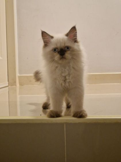 ลูกแมวเปอร์เซียผสมหิมาลายัน​