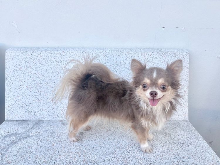 รับผสมพ่อพันธุ์ชิวาว่าสีไลแลค เกรดสวย หน้าสั้น ขาสั้น ขนอลังการ