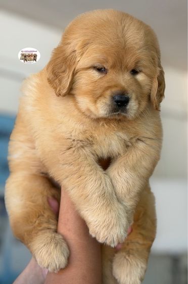 โกลเด้นรีทรีฟเวอร์ รูปที่ 2