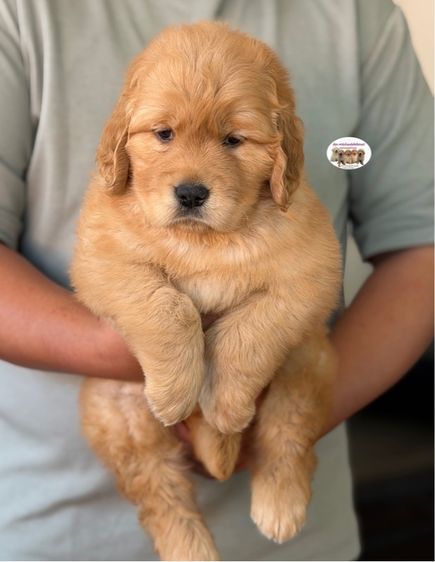 โกลเด้นรีทรีฟเวอร์