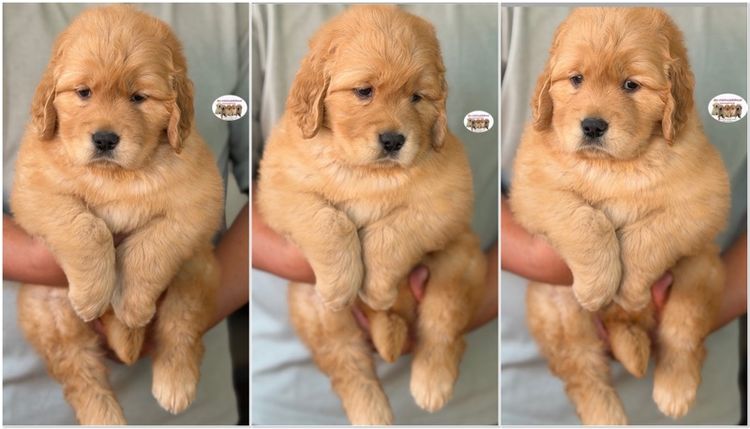 โกลเด้นรีทรีฟเวอร์ รูปที่ 4