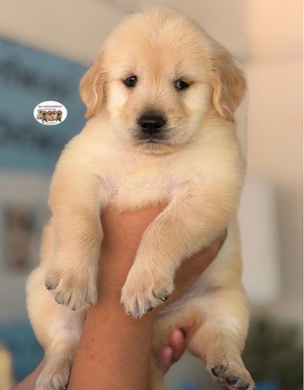 โกลเด้นรีทรีฟเวอร์ รูปที่ 2