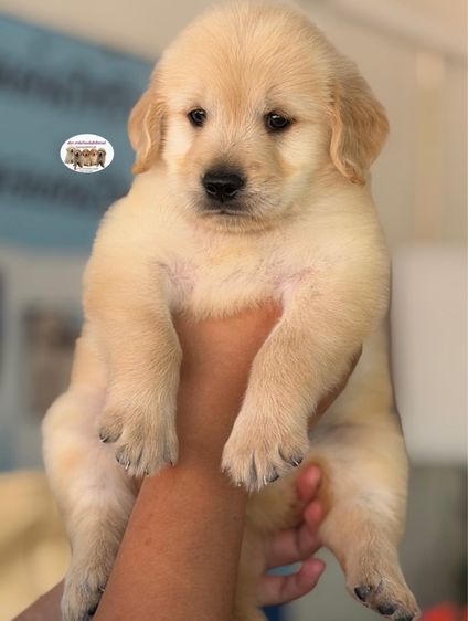 โกลเด้นรีทรีฟเวอร์ รูปที่ 3