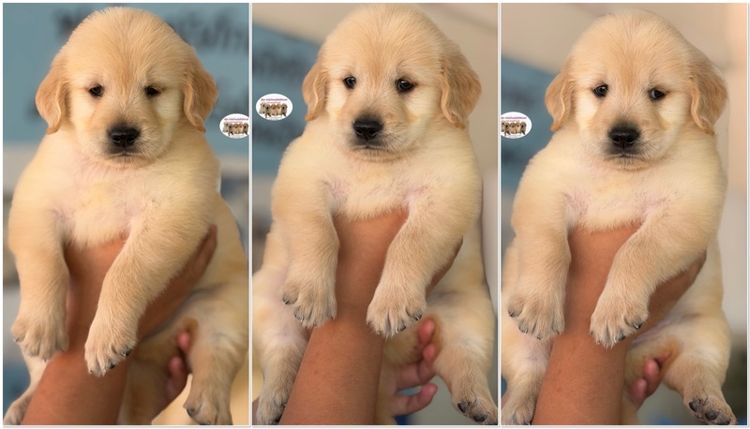 โกลเด้นรีทรีฟเวอร์ รูปที่ 4