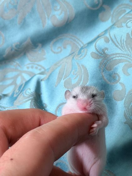 ดอร์เมาส์ รูปที่ 2