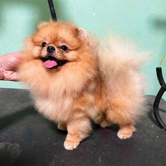 (พ่อพันธุ์ปอมรับผสม)ไข่2ใบลงครบ รูปที่ 4