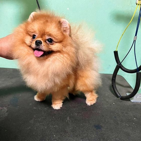 (พ่อพันธุ์ปอมรับผสม)ไข่2ใบลงครบ รูปที่ 5