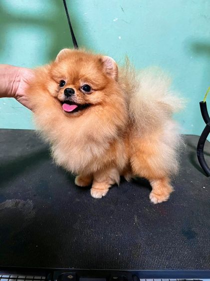 (พ่อพันธุ์ปอมรับผสม)ไข่2ใบลงครบ รูปที่ 2