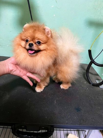 ปอมเมอเรเนียน (Pomeranian) เล็ก (พ่อพันธุ์ปอมรับผสม)ไข่2ใบลงครบ