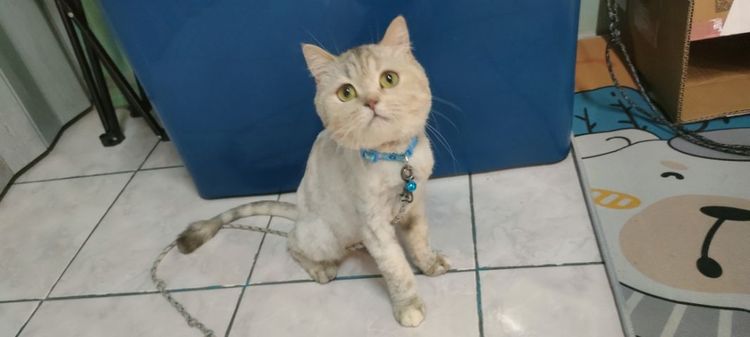 แมว รูปที่ 3