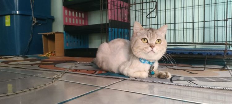 แมว รูปที่ 2