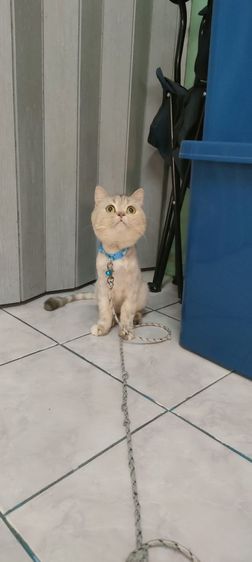 แมว รูปที่ 5