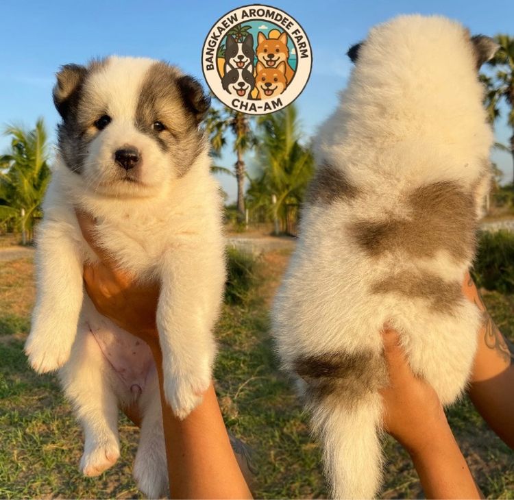 บางแก้ว