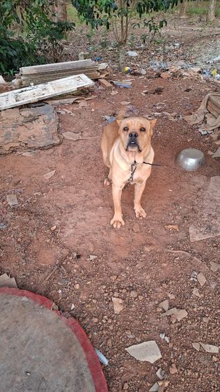 อื่นๆ ใหญ่ แลกกับหัวอาหาร1กระสอบ