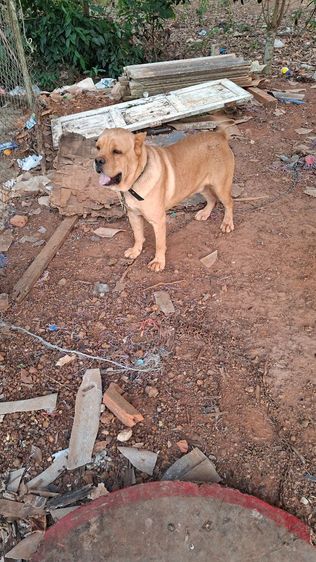 แลกกับหัวอาหาร1กระสอบ รูปที่ 3