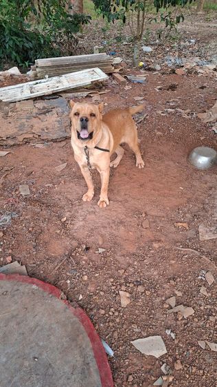 แลกกับหัวอาหาร1กระสอบ รูปที่ 2